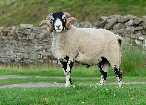 Close up of a fine Swaledale ram, or male sheep, with two curly horns, alert and facing front in green pasture with drystone walling. Swaledale sheep are a breed native to the area in North Yorkshire.