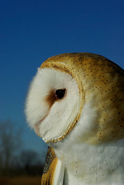 istock Portrait of a Barn Owl 179506557