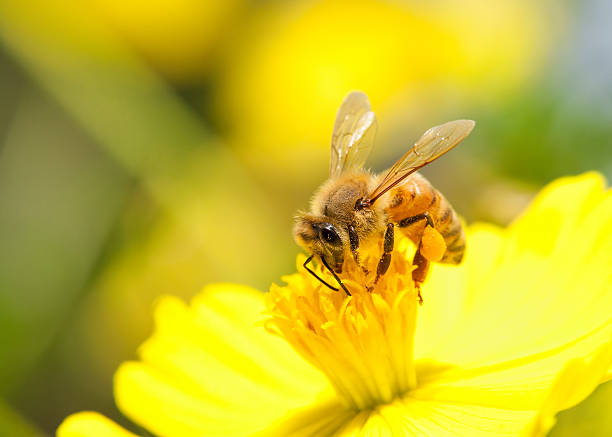 Bee on Flower stock photo