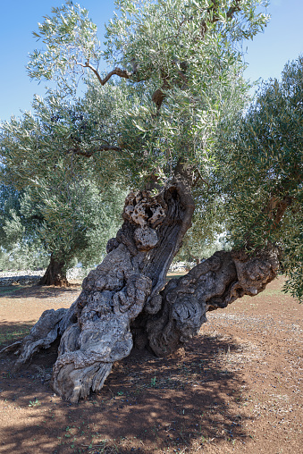The olive, known by the botanical name Olea europaea, meaning \