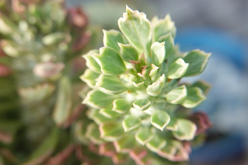 Blurred background of a succulent plant, selective focus, soft focus