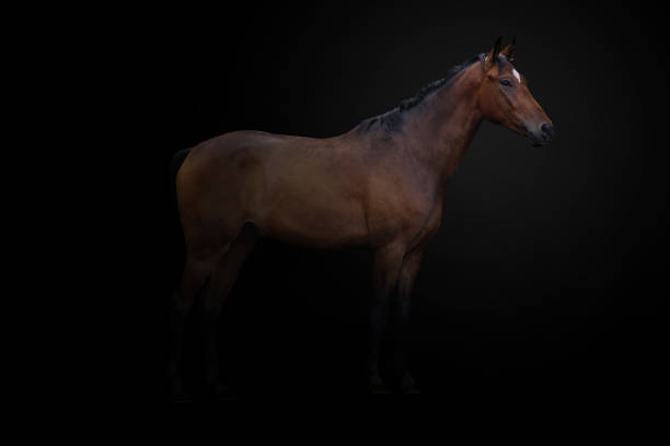 istock Beautiful chestnut horse 1795073892