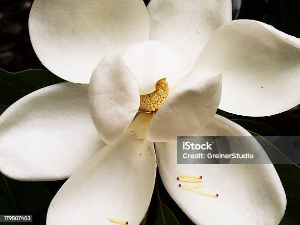Fioritura Magnolia - Fotografie stock e altre immagini di Bianco - Bianco, Bocciolo, Capolino