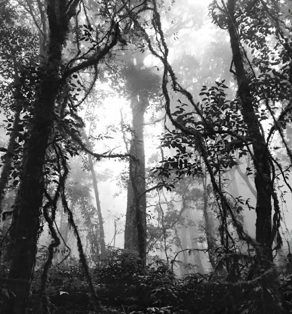 Free Stock Photo of Dense Black and White Forest Scene | Download Free ...