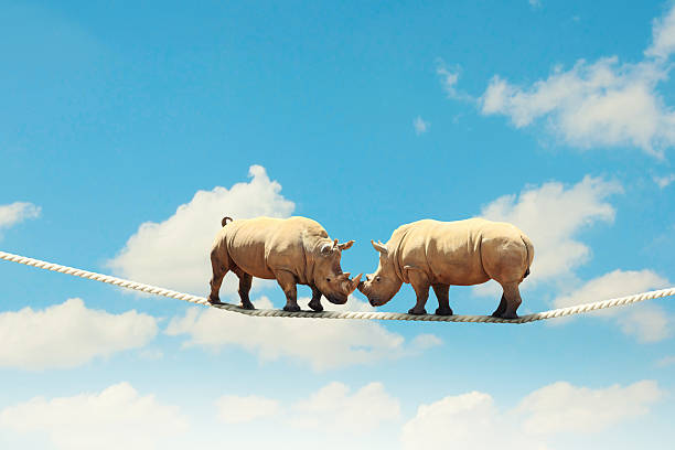 istock Two rhino walking on rope 179508108