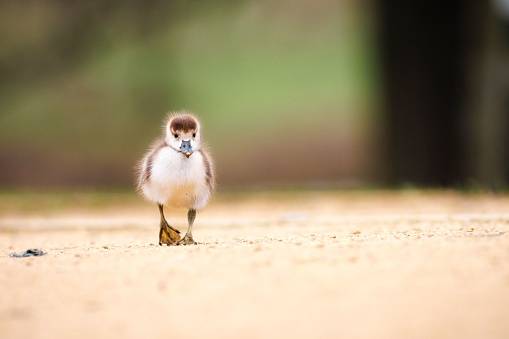 A selective focus shot of an adorable fluffy duckling walking on a sandy surface