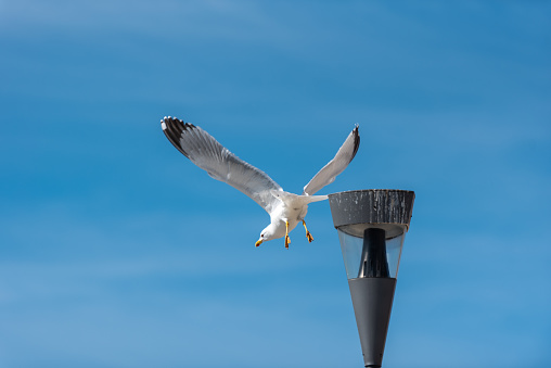 Seagull Enjoy the View from the Street Light near the Coast