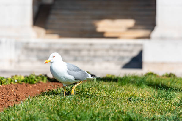 Lake bird sits in the grass