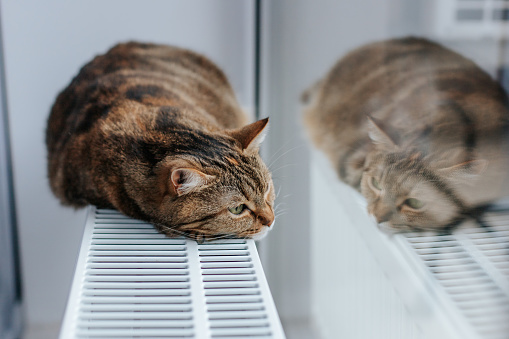 a brown cat with green eyes lies on the radiator near the window and is reflected in it
