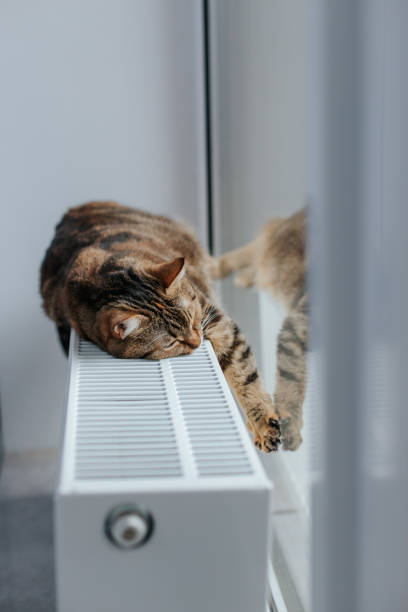 istock cat on the radiator 1795088303