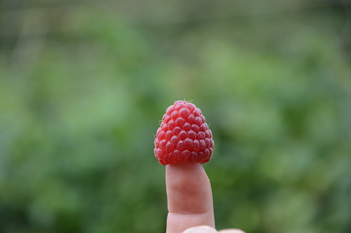 Finger with painted faces and red raspberries as a care