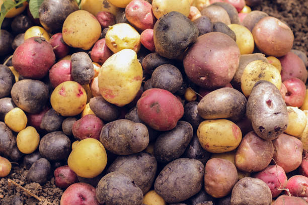 새로운 감자 여러 가지 빛깔과 다른 크기의 유기 지상 근접 촬영의 정원에서 - raw potato fingerling raw new potato 뉴스 사진 이미지