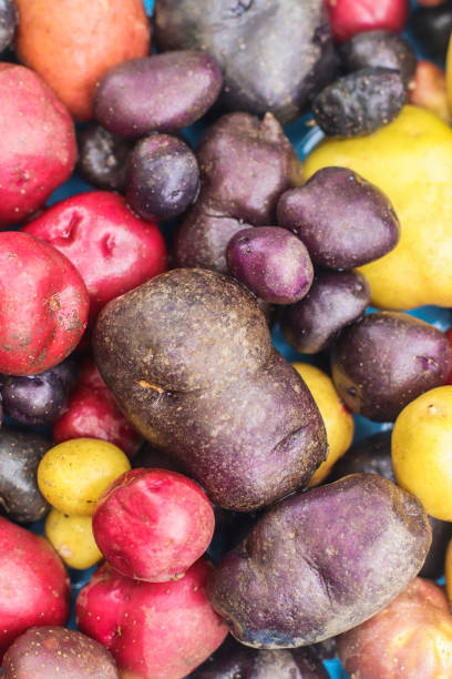 istock new potatoes multicolored and different sizes organic closeup 1795092686