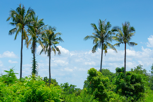 Coconut trees over the green forest field with light blue sky background, natural background