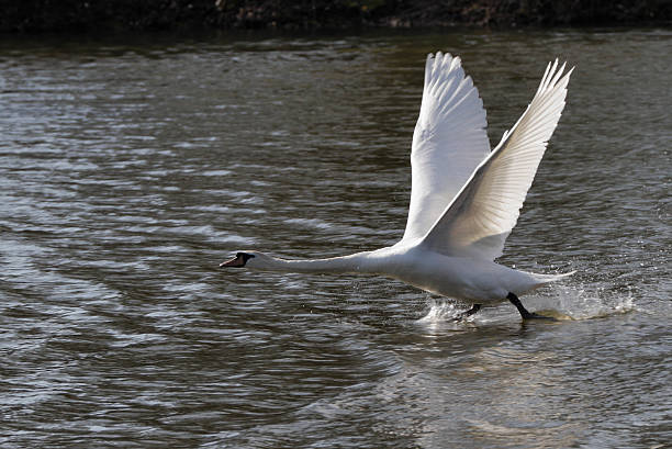 istock Flying swan in goose chase 179511696