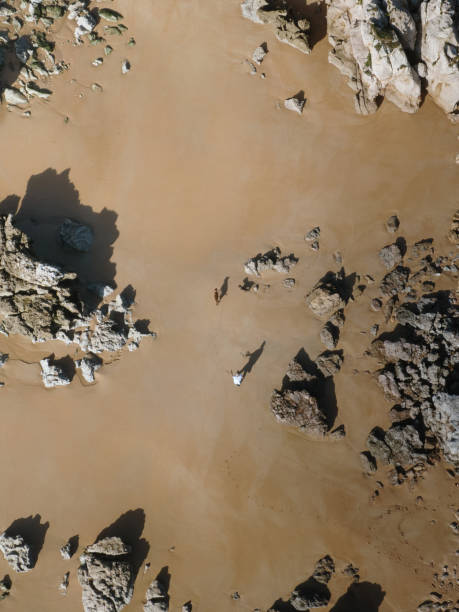 istock Person with dog at beach from above 1795118720