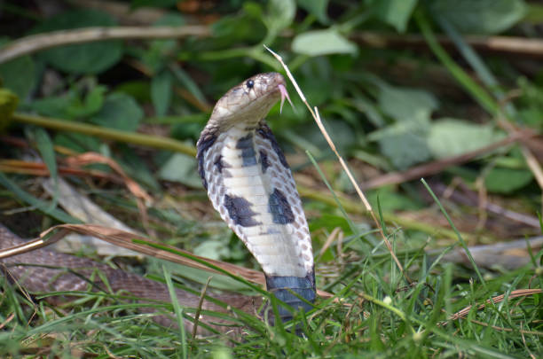 istock King cobra ophiopahus hannah on a grass 1795120380