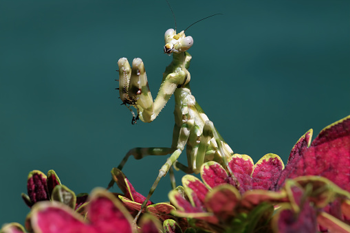 Praying mantis on branch
