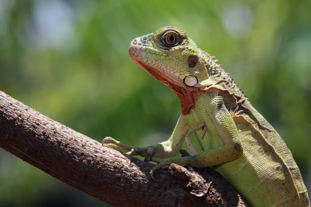 istock Red green iguana sitting on branch 1795123017
