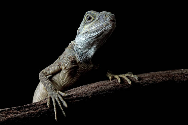 istock Close-up of a hypsilurus magnus forest dragon lizard 1795124600