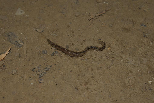A big brown earthworm crawling on the ground at night.