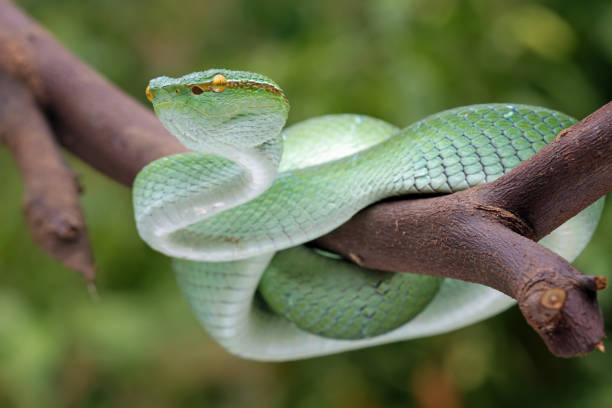istock Bornean pit viper , tropidolaemus subannulatus 1795126222
