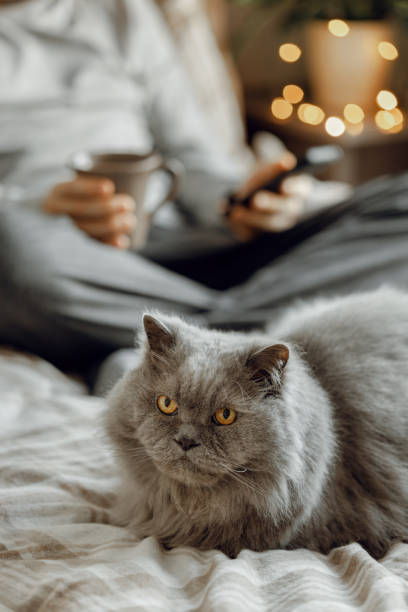 istock a caucasian man relaxing at home, drinking coffee and using smartphone in bed, gray cat 1795126262