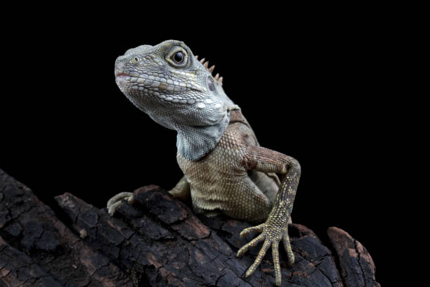 Free picture: spinytail, iguana, lizard