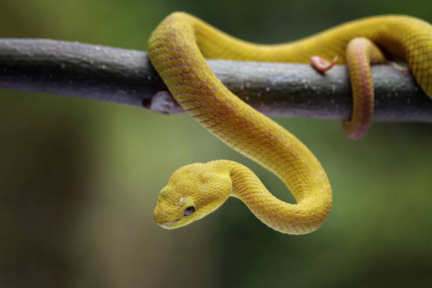 istock Close-up of a yellow eyelash pit viper 1795128896