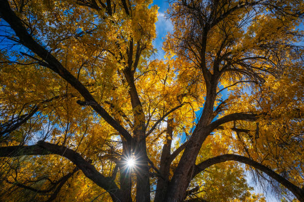Giant cottonwood tree