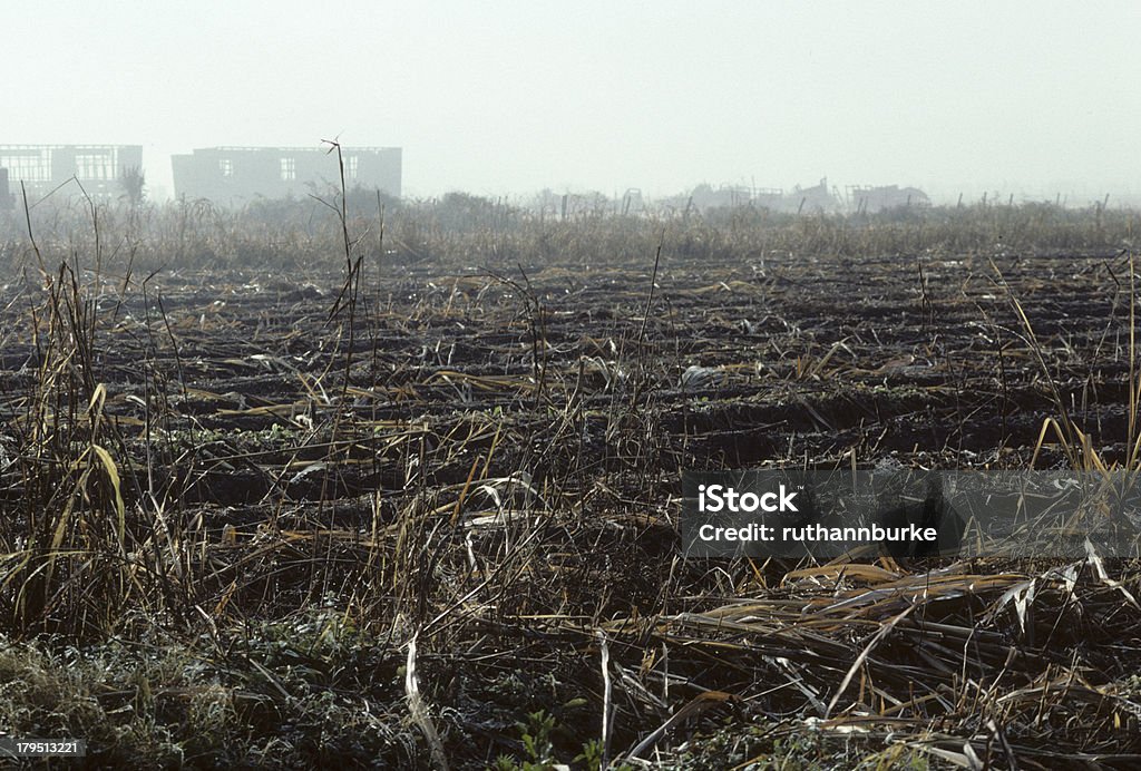 La agricultura y de recolección de caña de azúcar de Luisiana, EE.UU. - Foto de stock de Granja libre de derechos