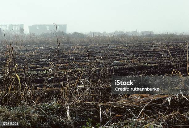 La Agricultura Y De Recolección De Caña De Azúcar De Luisiana Eeuu Foto de stock y más banco de imágenes de Granja