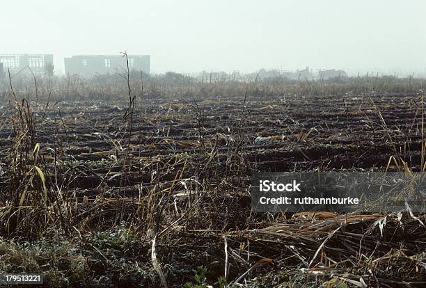 Foto de A Agricultura E A Colheita Cana De Açúcar Em Louisiana Eua e mais fotos de stock de Fazenda