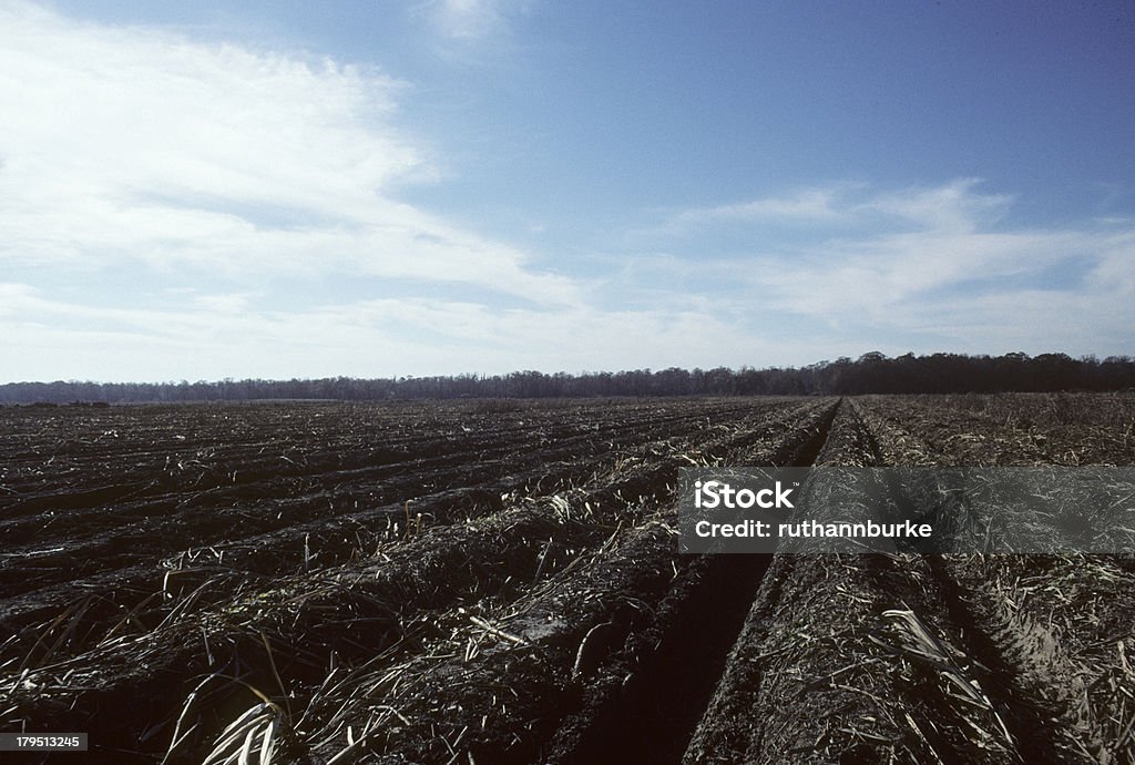 La agricultura y de recolección de caña de azúcar de Luisiana, EE.UU. - Foto de stock de 1980-1989 libre de derechos