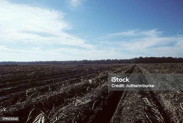 La Agricultura Y De Recolección De Caña De Azúcar De Luisiana Eeuu Foto de stock y más banco de imágenes de 1980-1989