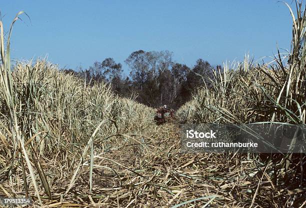 Agricultura E Colheita De Cana De Açúcar No Louisiana Eua - Fotografias de stock e mais imagens de 1980-1989