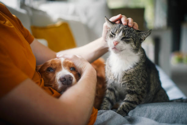 Pet owner stroking his old cat and dog together Man sitting on sofa with domestic animals. Pet owner stroking his old cat and dog together. dog stock pictures, royalty-free photos & images