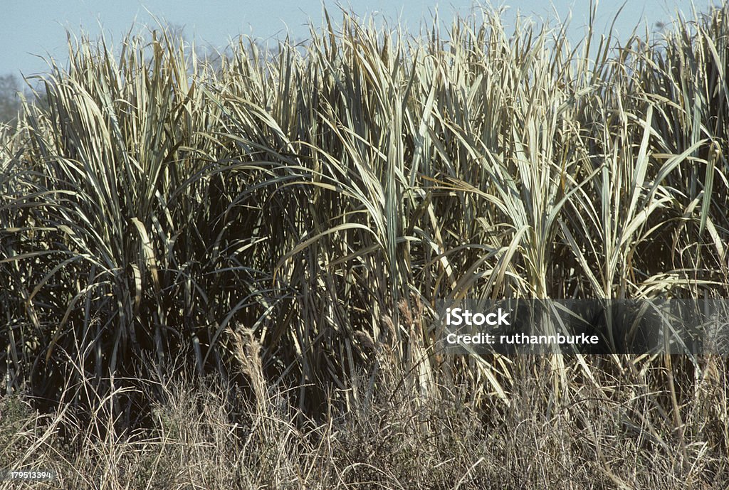 L'agricoltura e la raccolta della canna da zucchero in Louisiana, Stati Uniti. - Foto stock royalty-free di 1980-1989