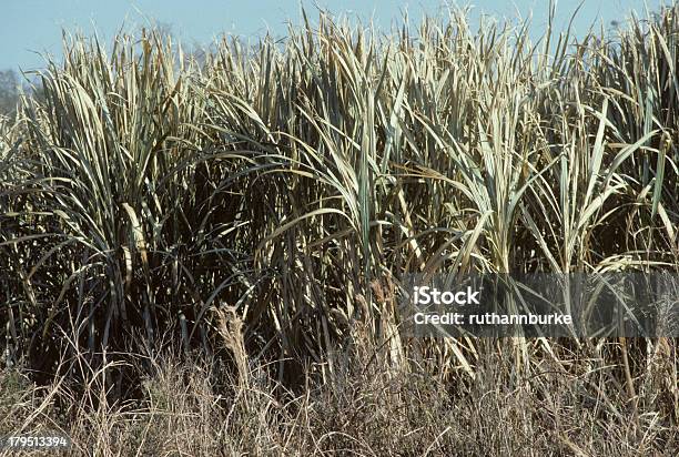 Lagricoltura E La Raccolta Della Canna Da Zucchero In Louisiana Stati Uniti - Fotografie stock e altre immagini di 1980-1989