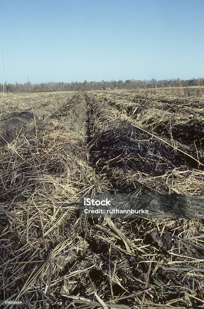 サトウキビ栽培し収穫に米国ルイジアナます。 - 1980～1989年のロイヤリティフリーストックフォト