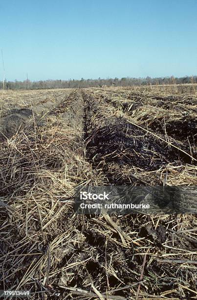 サトウキビ栽培し収穫に米国ルイジアナます - 1980～1989年のストックフォトや画像を多数ご用意 - 1980～1989年, 20世紀, まぶしい