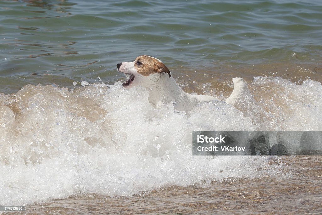 Rassehund Jack Russell Terrier Welpe spielt - Lizenzfrei Domestizierte Tiere Stock-Foto