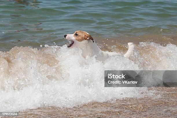 Pies Rasowy Jack Russell Terrier Odgrywa - zdjęcia stockowe i więcej obrazów Bez ludzi - Bez ludzi, Fajny, Fotografika