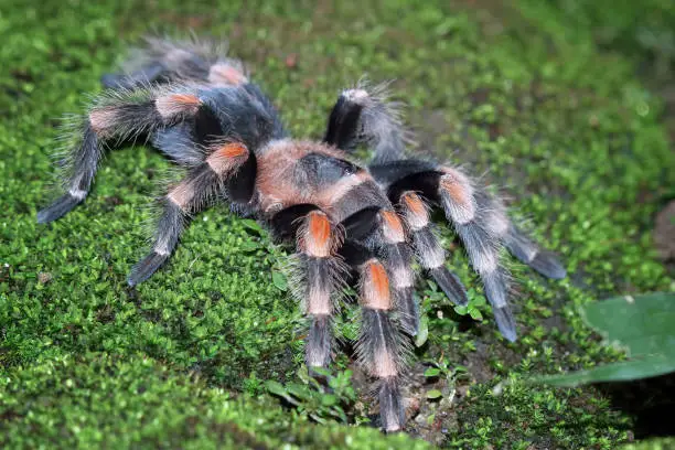 Photo of Hamorii tarantula on a tree branch, Animals closeup