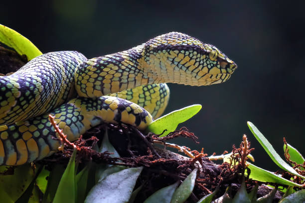 serpiente de alto veneno tropidolaemus wagler - waglers temple viper fotografías e imágenes de stock