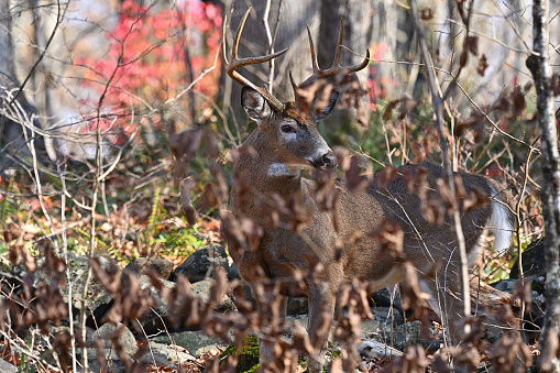 deer hanging out in the wild.