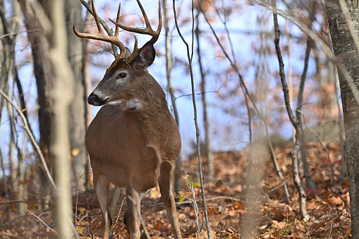 Black Tailed Deer grazing in the meadow looking at camera