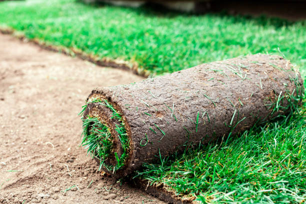 istock Soil coating with rolls of a lawn 1795139155