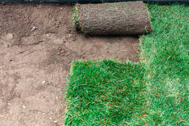 istock Soil coating with rolls of a lawn 1795139161