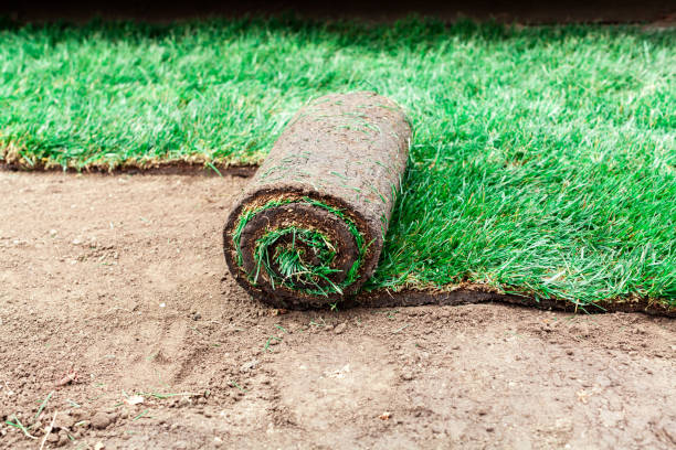 istock Soil coating with rolls of a lawn 1795139166